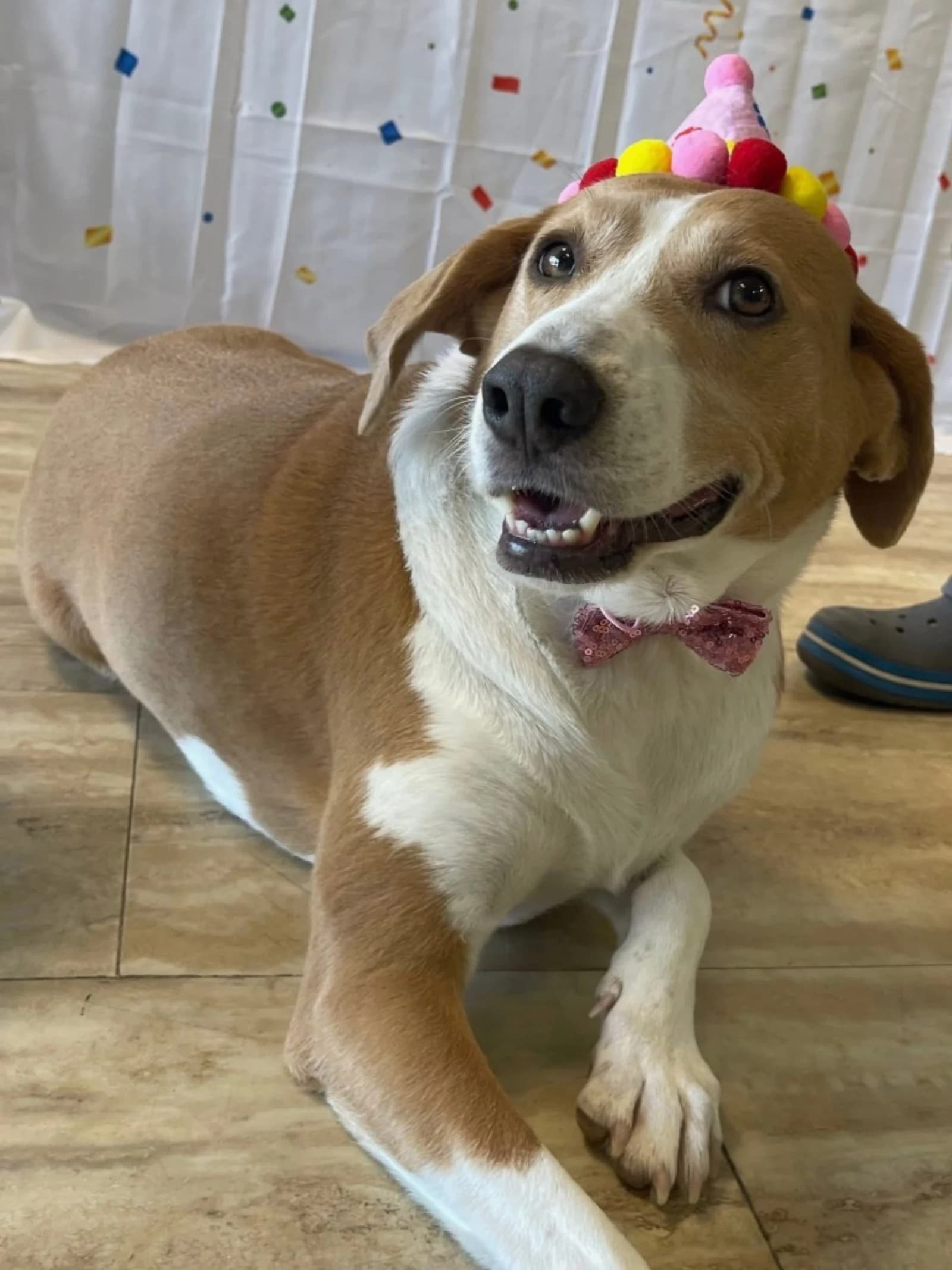 Rescue dog in foster care with Ohio Hound Rescue